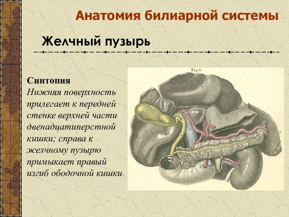 Синтопия нижней поверхности печени схема