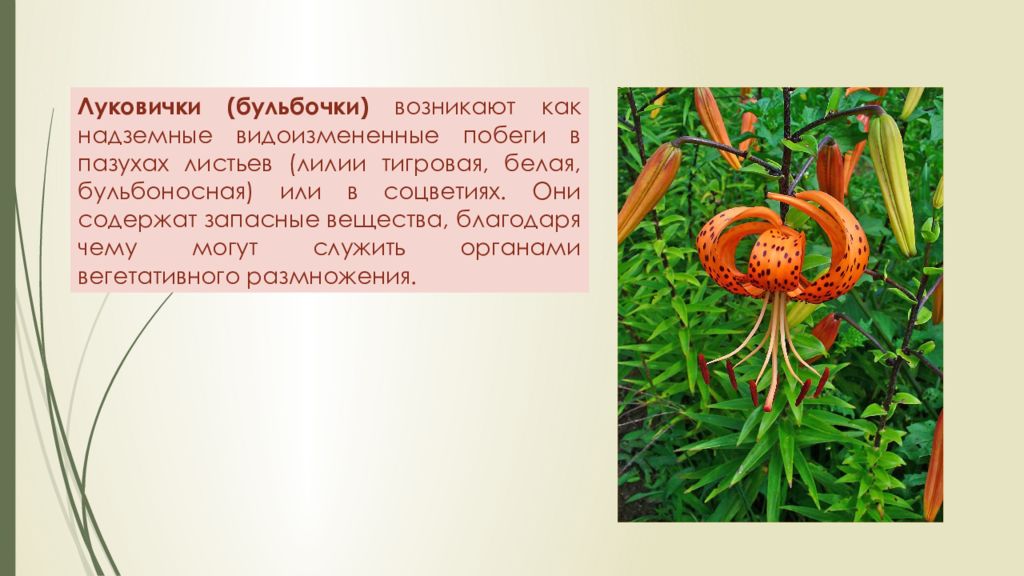 История комнатного цветоводства презентация