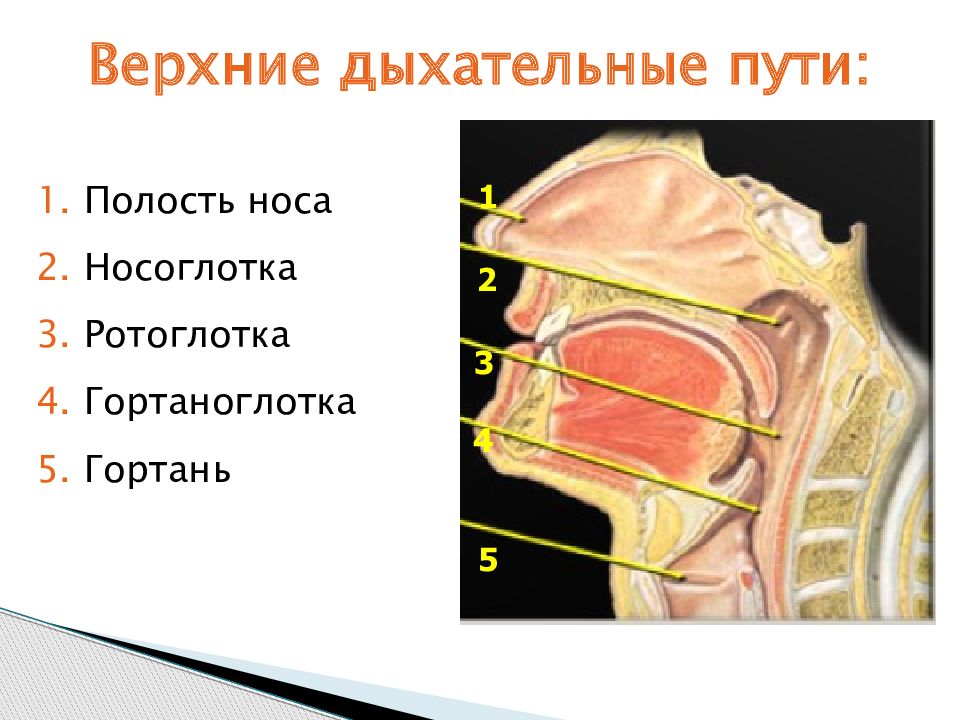 Верхние дыхательные пути картинка. Гортаноглотка анатомия. Верхние дыхательные пути включают.