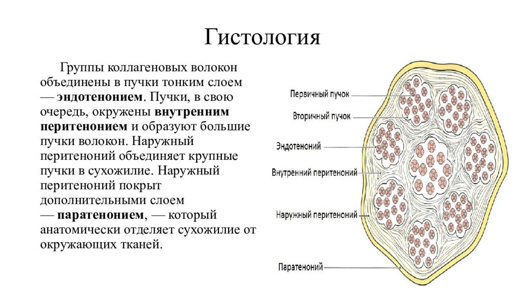 Гистология это. Пучки коллагеновых волокон гистология. Поперечный срез сухожилия гистология. Строение сухожилия гистология. Сухожильные волокна гистология.