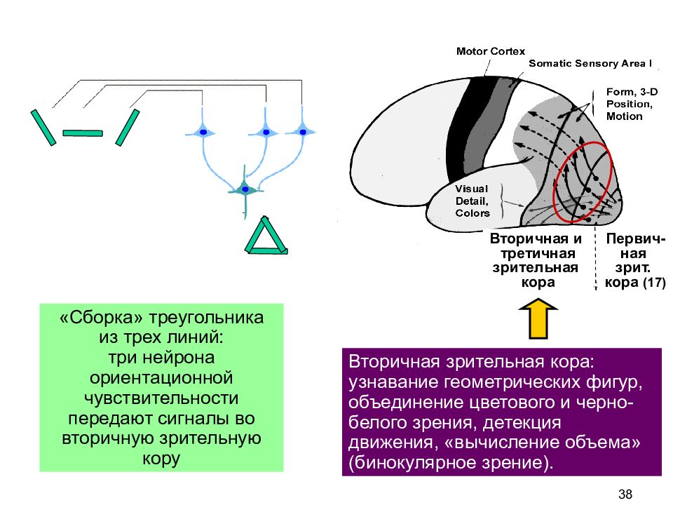 Слияние двух изображений в коре головного мозга в один зрительный образ это