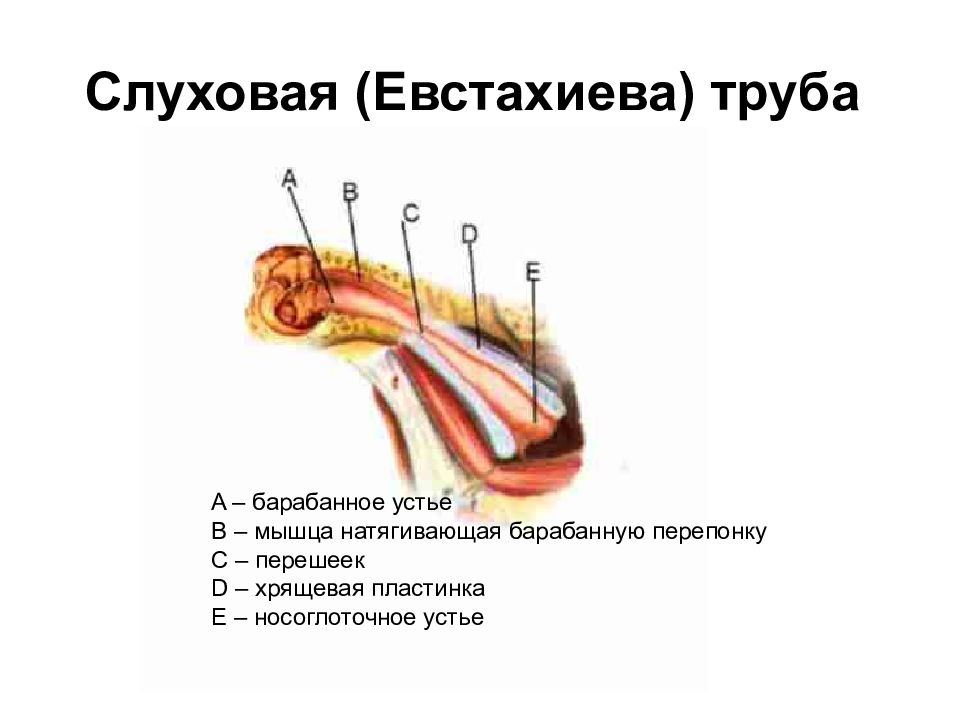 Слуховая труба рисунок