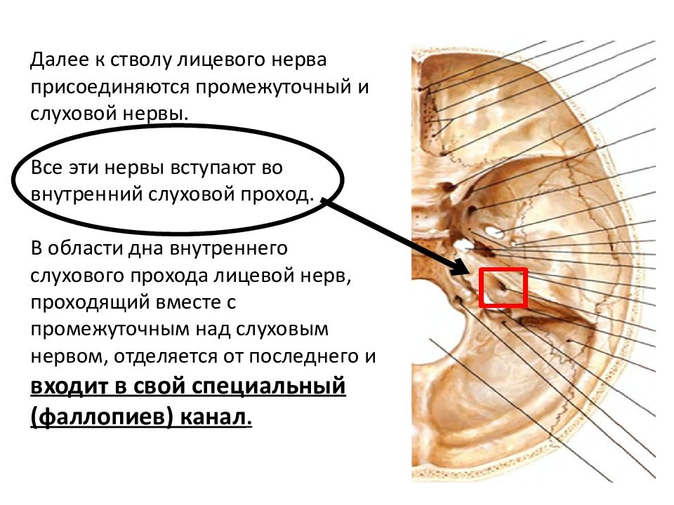 Нервы внутреннего слухового прохода