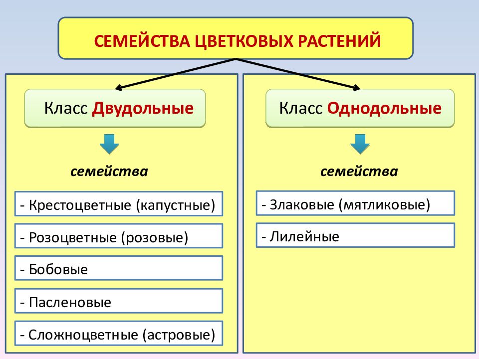 Проект представители класса двудольные