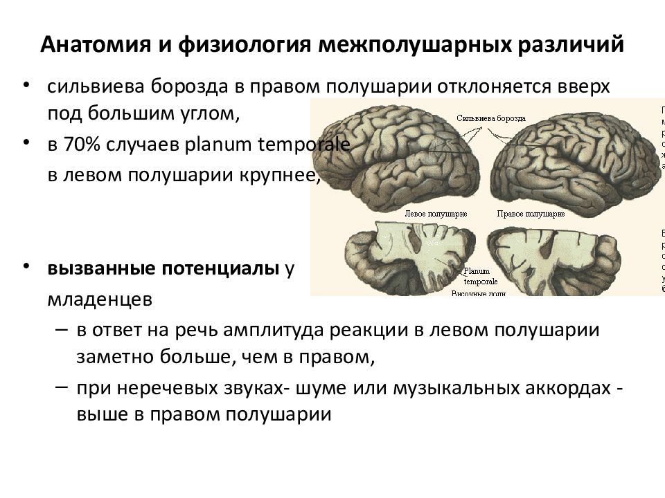 Большие полушария физиология. Сильвиева борозда головного мозга. Функциональная асимметрия коры головного мозга. Функциональная межполушарная асимметрия мозга. Функциональная асимметрия полушарий головного мозга.