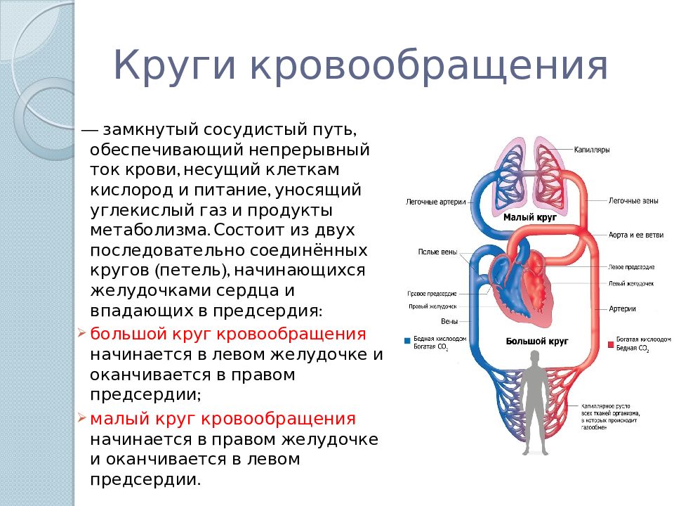 Презентация круги кровообращения анатомия