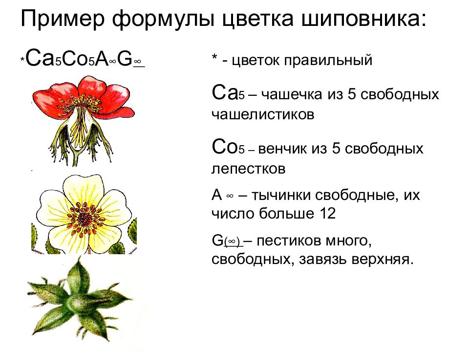 Диаграмма шиповника майского