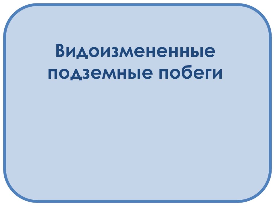 Видоизмененные подземные побеги