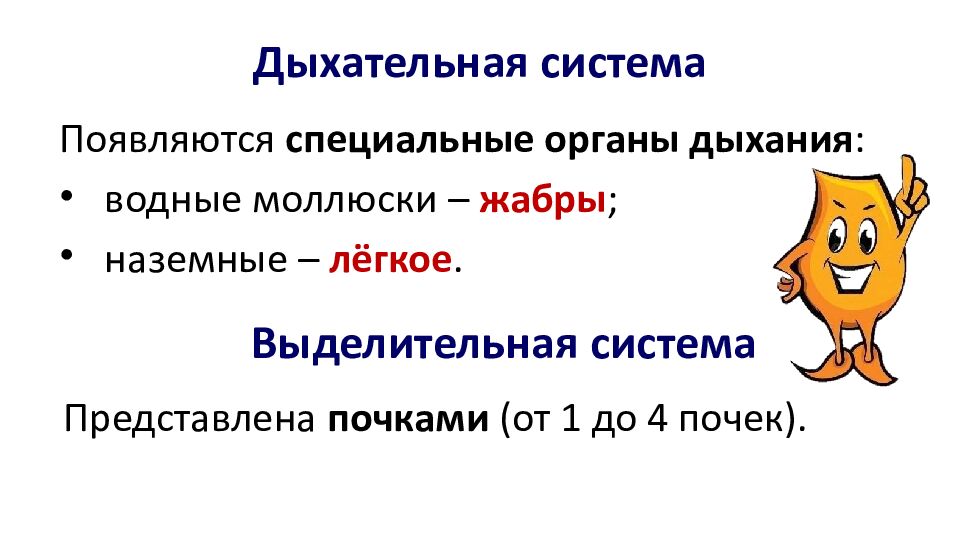 Дыхательная система