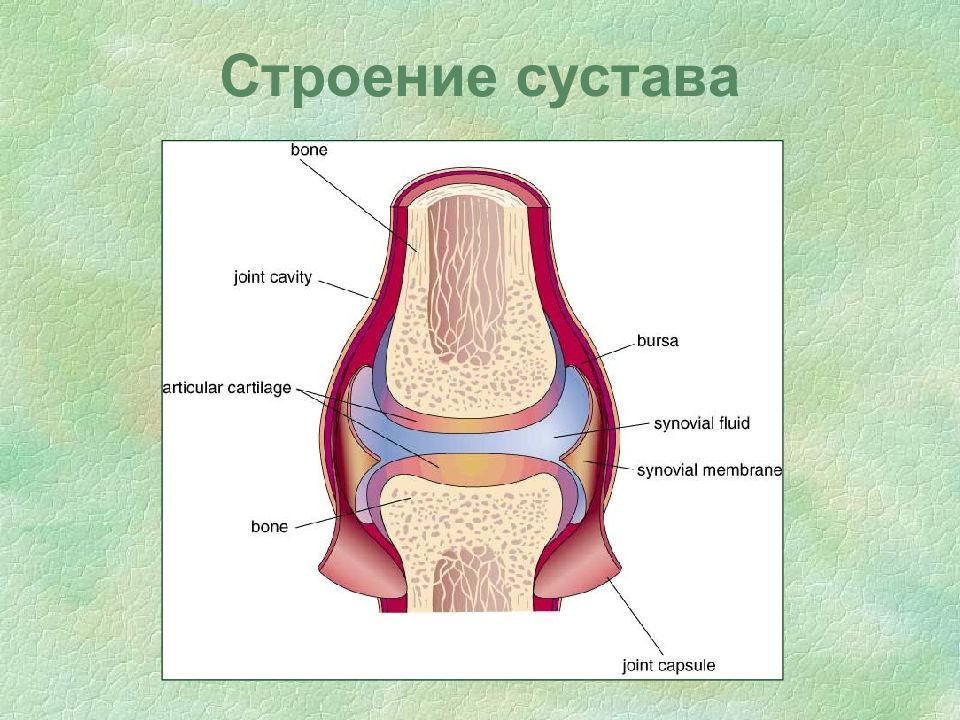 Рисунок сустава анатомия. Строение сустава. Строение сустава человека ОГЭ. Строение сустава ОГЭ. Строение сустава ОГЭ биология.