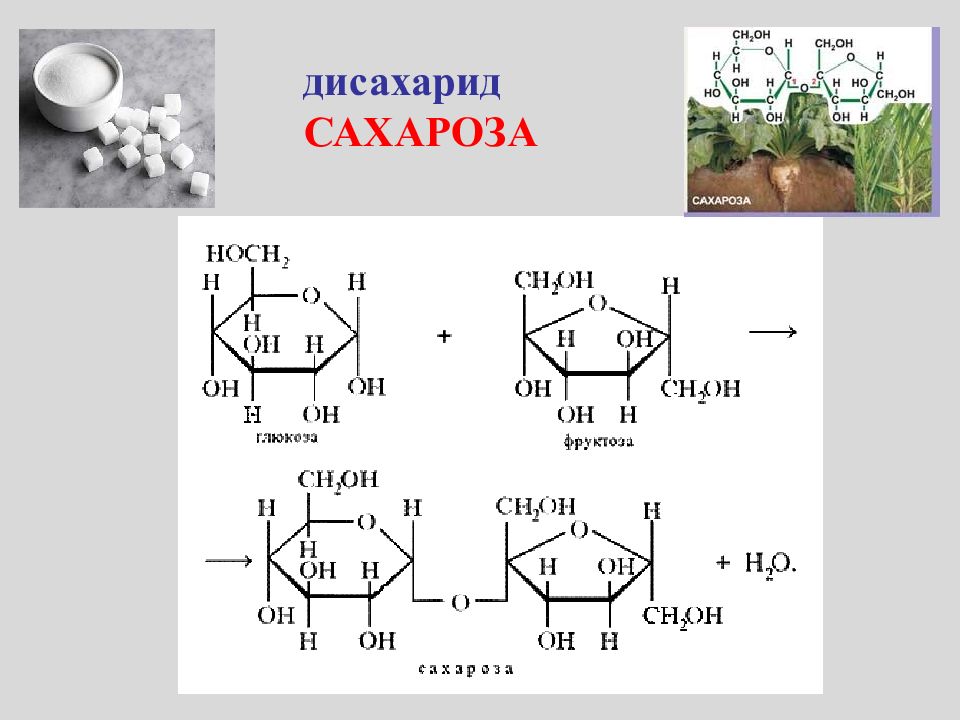 Фруктоза является дисахаридом. Формулы дисахаридов биохимия. Дисахариды формула. Строение дисахаридов. Сахароза дисахарид.