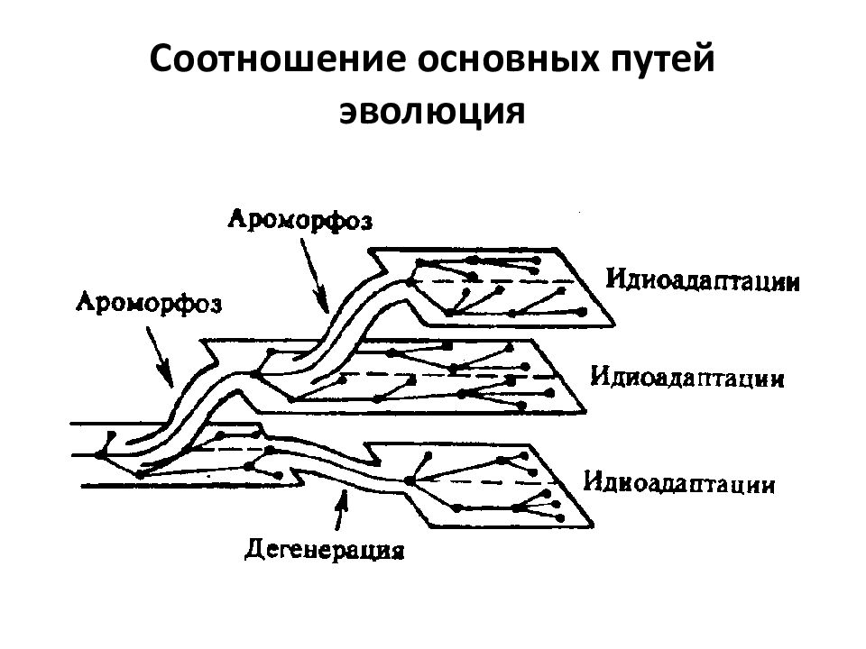 Пути достижения биологического прогресса ароморфоза. Пути достижения биологического прогресса схема. Схема основных путей эволюции.. Направления эволюции ароморфоз идиоадаптация дегенерация. Пути эволюции ароморфоз.