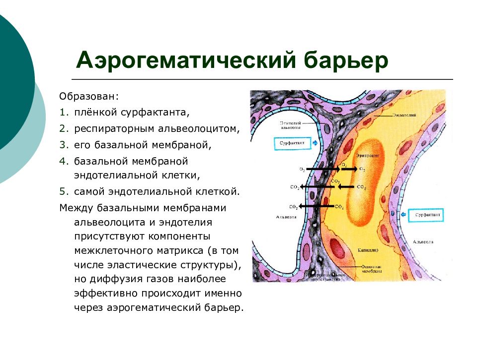 Схема строения аэрогематического барьера