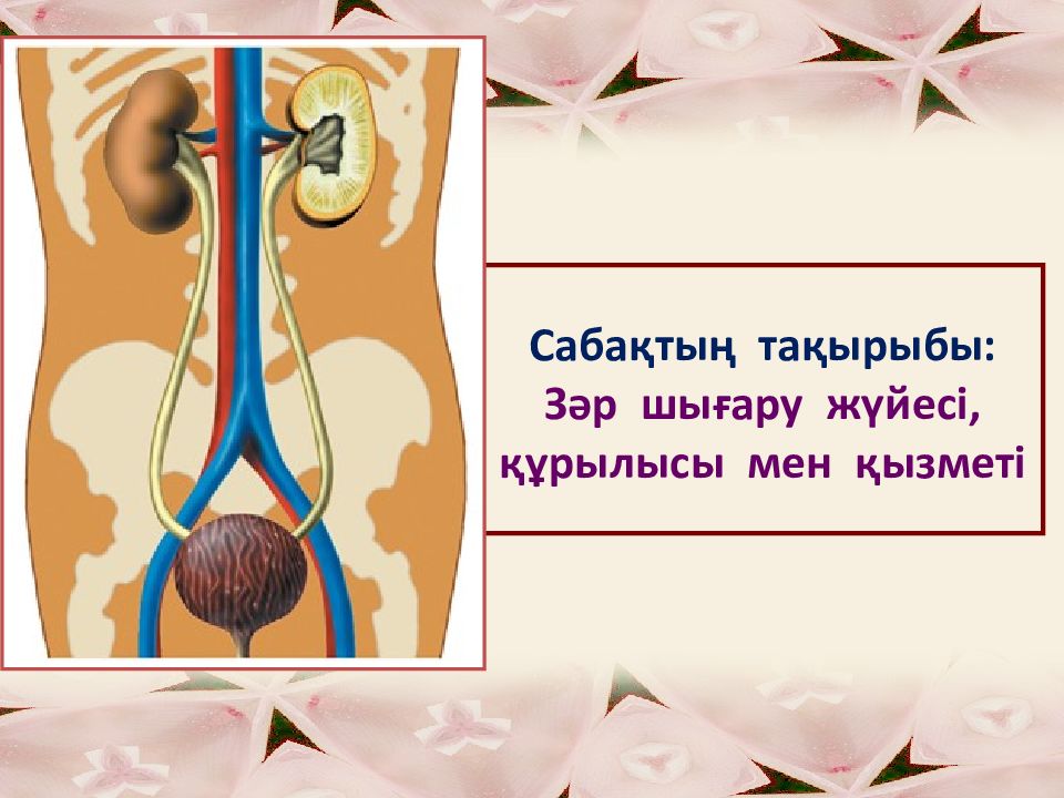 Сабақтың тақырыбы: Зәр шығару жүйесі, құрылысы мен қызметі