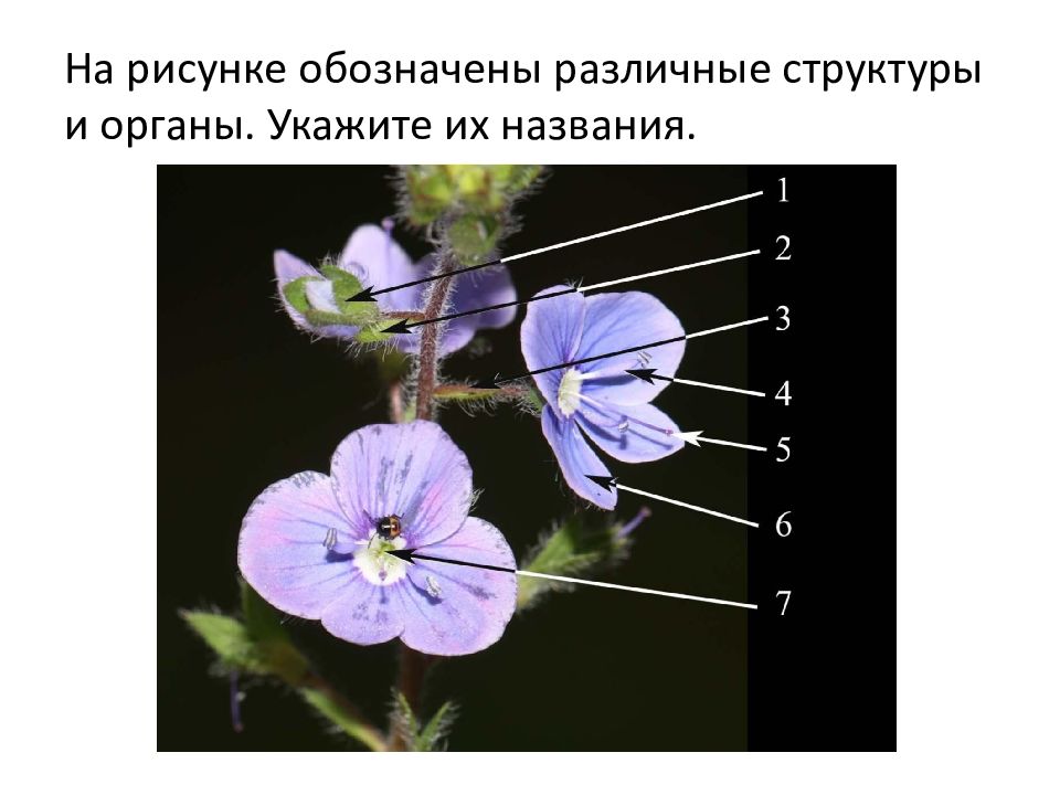 Фотосинтеза в растений доклад.