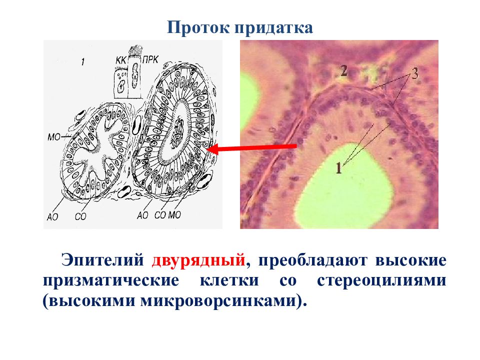 Клетки эпителия протоков. Двурядный эпителий протока. Проток придатка семенника гистология. Проток придатка эпителий. Эпителий протока придатка.