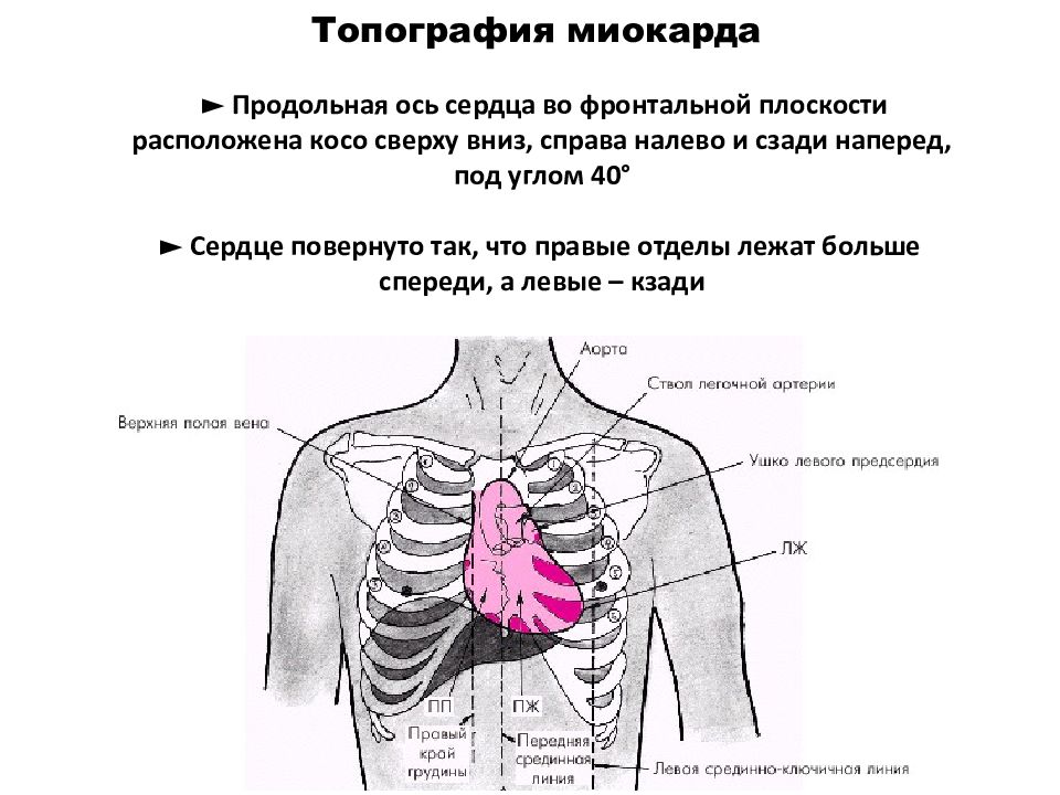 Сердце находится с левой стороны