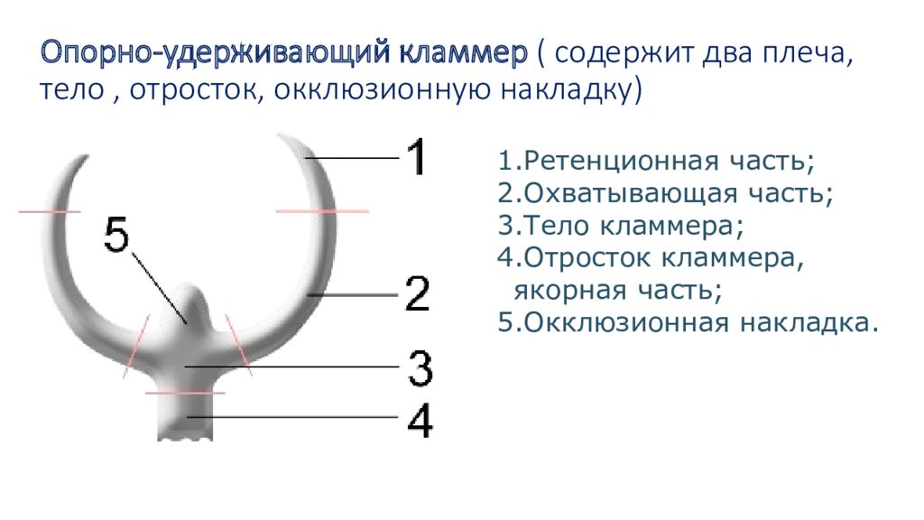 Окклюзионная накладка бюгельного протеза. Опорно удерживающие кламмера бюгельного протеза. Составные элементы кламмера. Кламмер Аккера строение. Части опорно удерживающего кламмера.