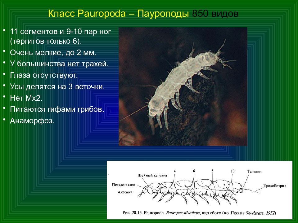 многоножки представители. строение сороконожки внешнее. многоножки общая характеристика. гигантская сколопендра класс двупарноногих. к какому классу относятся многоножки.