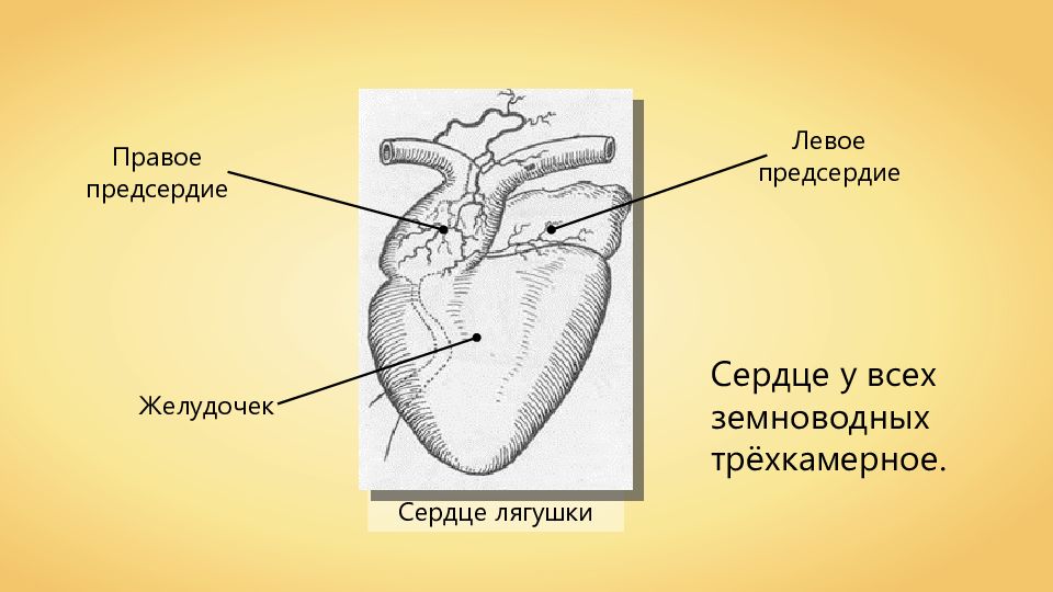 Левое предсердие сердца. Правое предсердие земноводных. Желудочек сердца лягушки. Предсердие сердца лягушки. Левое предсердие у земноводных.