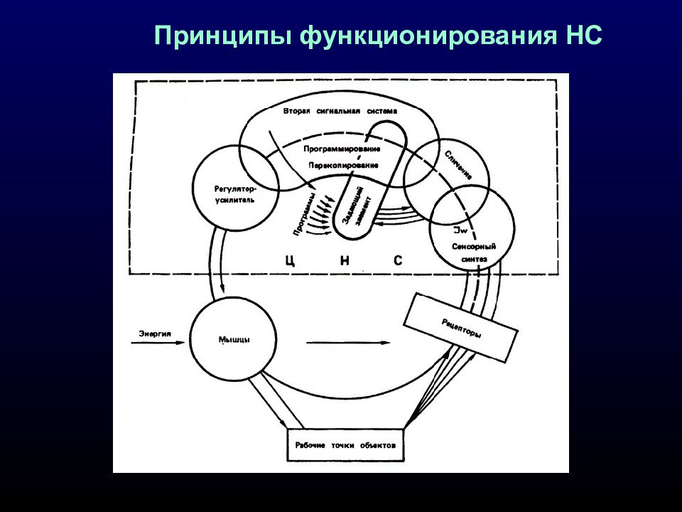 Принципы функционирования. Принцип функционирования НС.