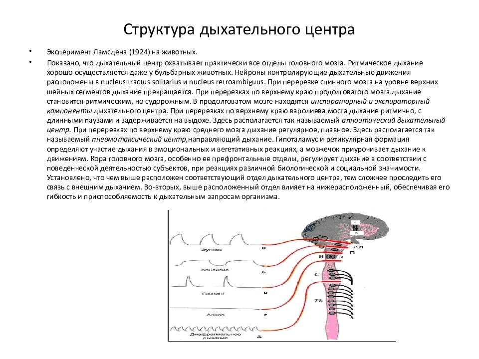 Структура дыхательного центра. Структура и функции дыхательного центра. Дыхательный центр ствола головного мозга физиология. Структура дыхательного центра. Схема регуляции работы дыхательного центра.