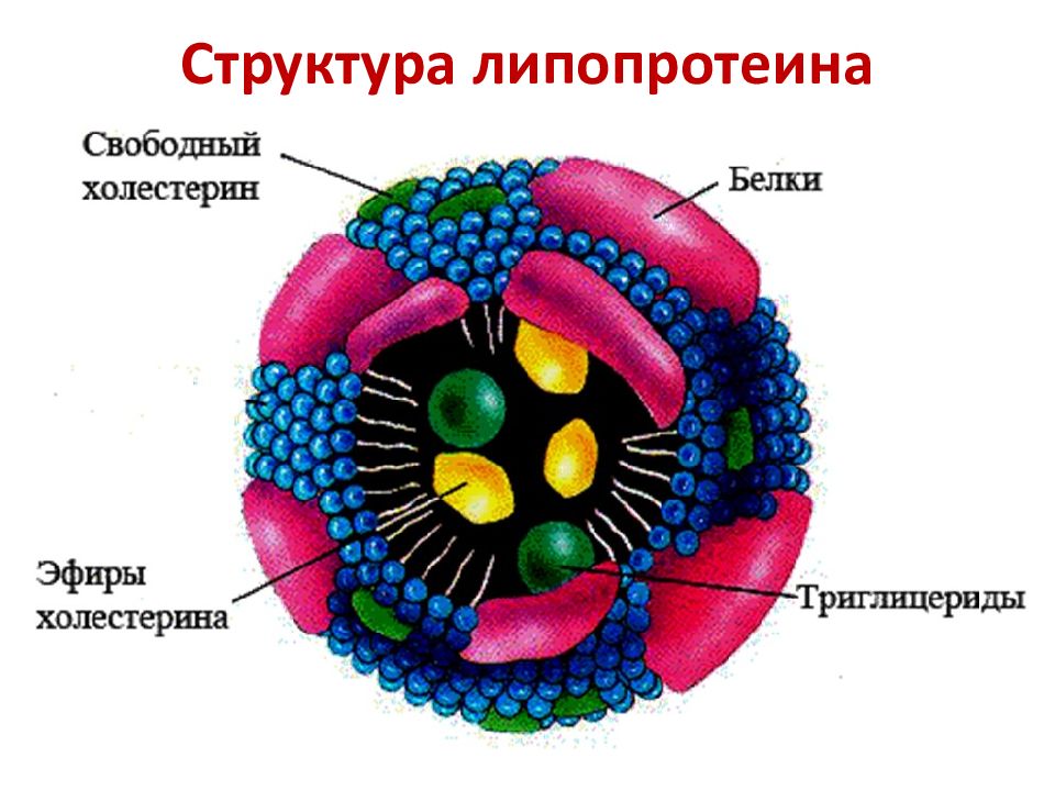 Схема строения липопротеинов