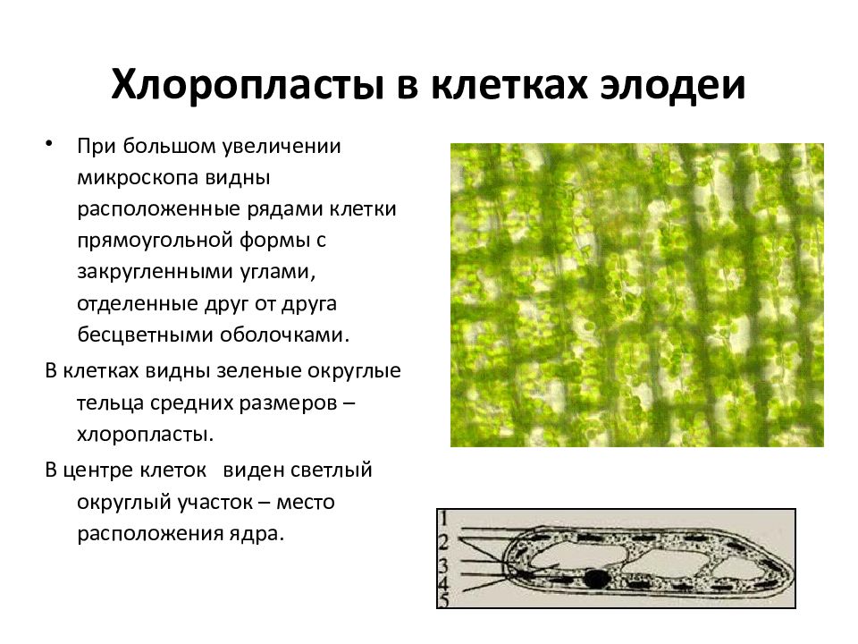 Особенности внутреннего строения элодеи. Ткани элодеи строение. Ткань листа элодеи. Хлоропласты в клетках листа элодеи. Ткань клетки листа элодеи.