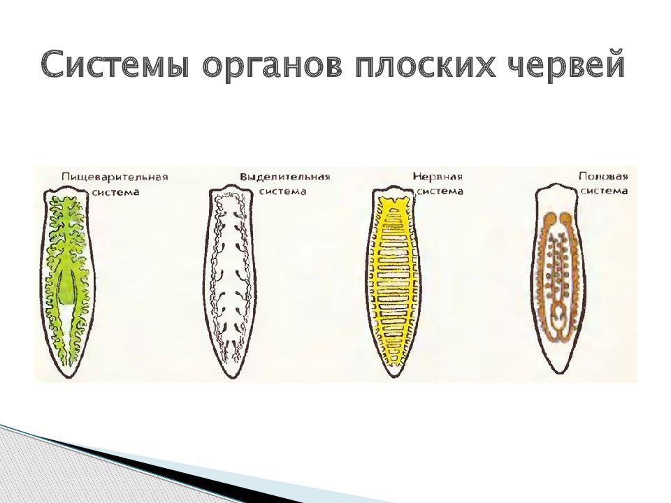 Системы органов плоских червей. Жизненный цикл плоских червей 7 класс. Типы червей. Расположение органов у плоских червей.