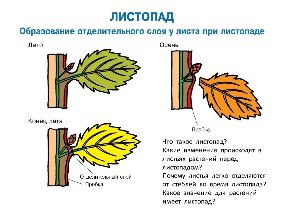Выделение растений листопад урок. Этапы листопада биология 6. Листопад у растений схема. Процесс листопада у растений. Листопад схема биология.