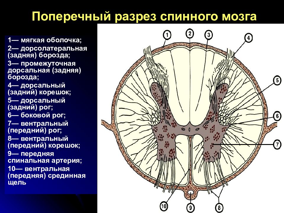 Спинной мозг поперечный разрез рисунок с подписями