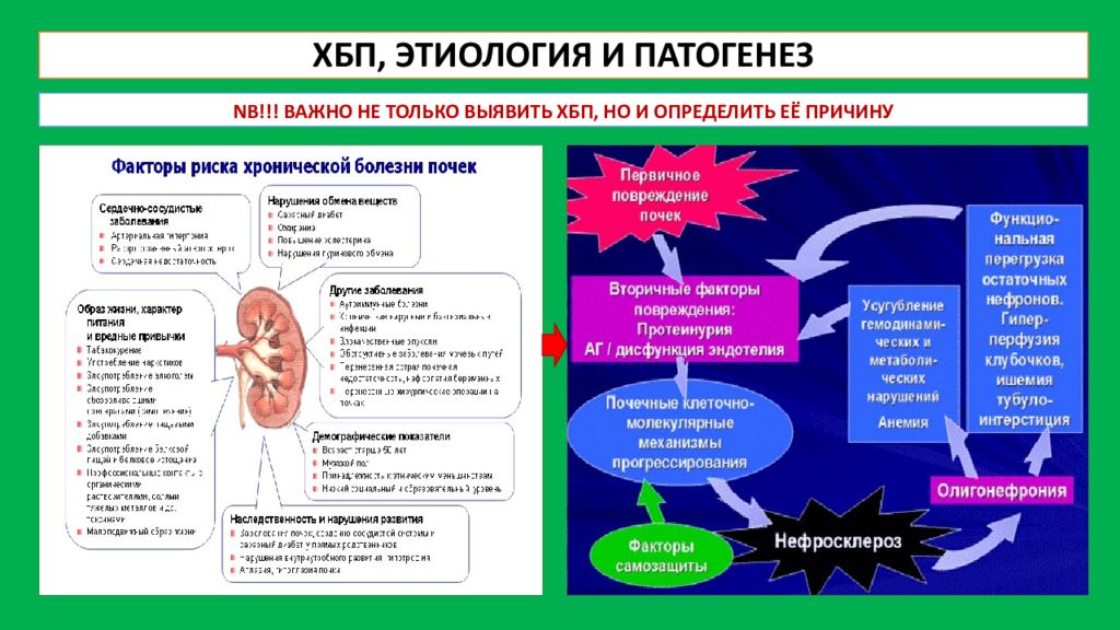 Болезнь почечная недостаточность. Патогенез хронической почечной недостаточности схема. Патогенез хронической болезни почек схема. Синдром почечной недостаточности патогенез. Хроническая болезнь почек этиология и патогенез.