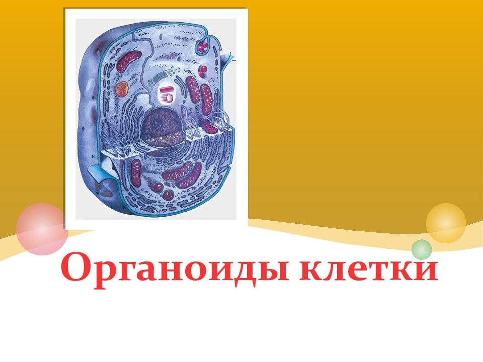 Органоиды клетки