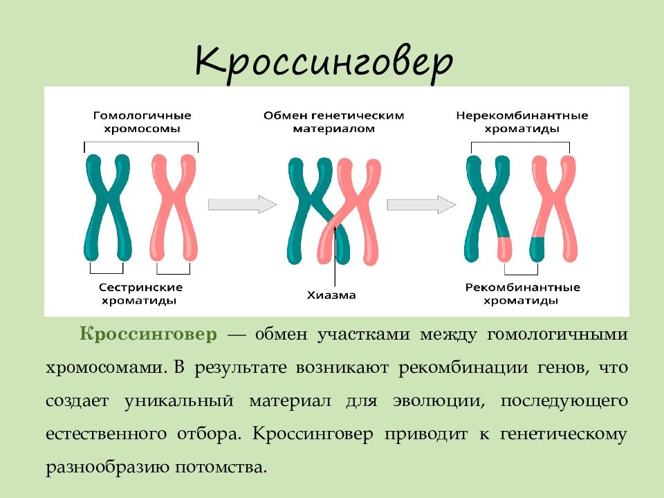 Кроссинговер