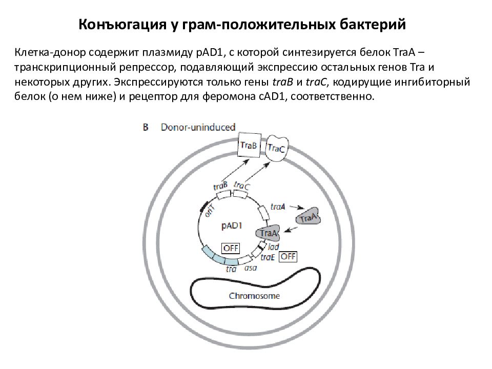Перенос днк. Tra гены.