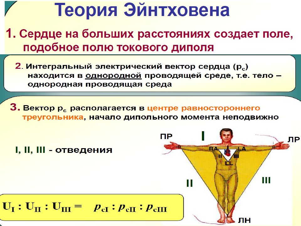 Сердечный момент. Теория Эйнтховена. Теория отведений Эйнтховена. Основные положения теории Эйнтховена. Теория отведений Эйнтховена основные положения.