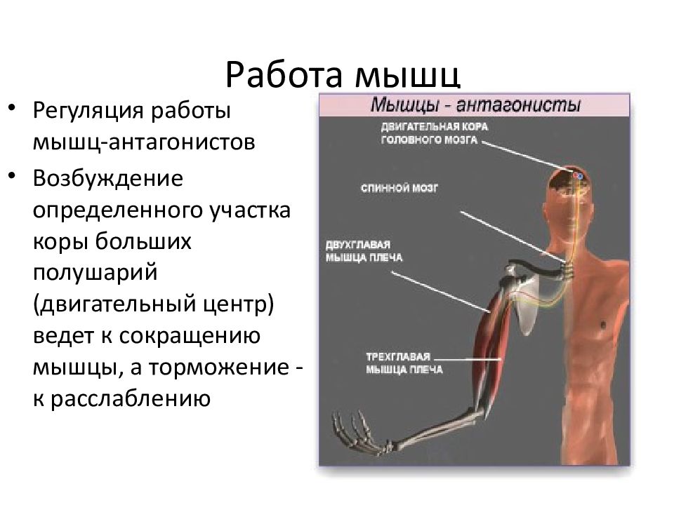 Изображение скелетных мышц