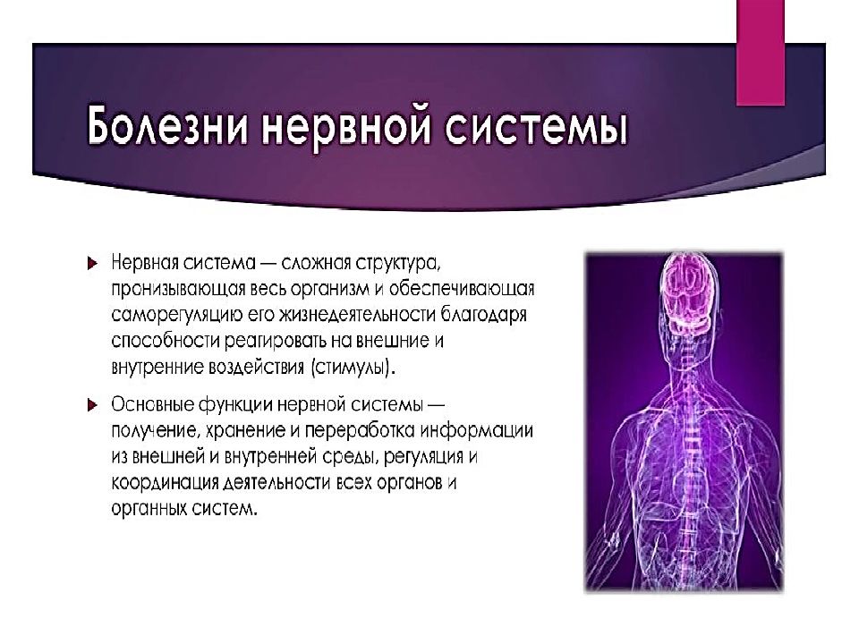 Исследования нервной. Исследование нервной системы. Схема исследования нервной системы. История изучения нервной системы человека. Симптомы исследования нервной системы.