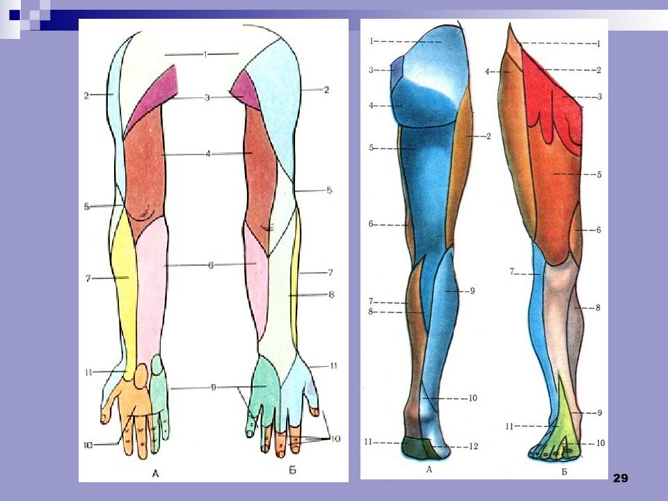 C anatomy. Практические навыки анатомия. Практические навыки по анатомии. РНИМУ анатомия практические навыки. Pataloji анатомия кафедрами.