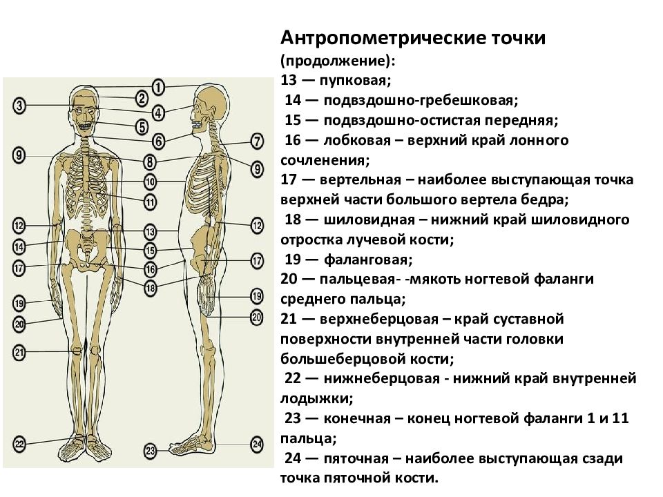 Точка пола. Антропометрические точки на нижней конечности. Антропометрические точки на туловище. Антропометрические точки антропометрические точки. Антропометрические точки на верхней конечности.