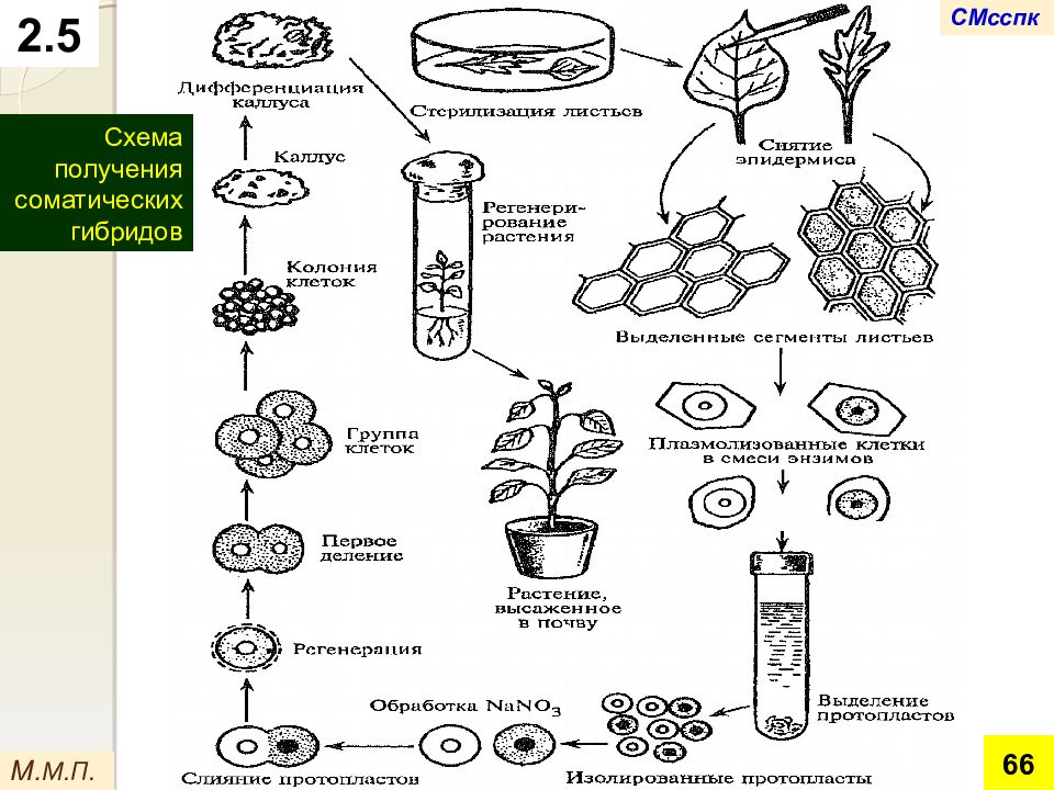 Получение гибридов на основе соединения клеток. Схема микроклонального размножения растений. Реконструкция клеток в клеточной инженерии. Гибридизация клеток клеточная инженерия. Метод клеточной инженерии схема.