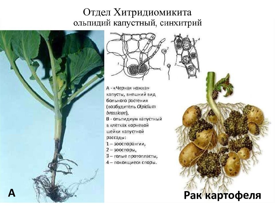 Отдел Хитридиомикита