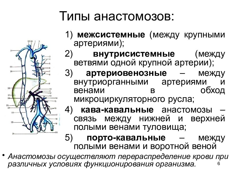 Анастомозы передней брюшной стенки. Артериовенозные анастомозы. Коллатерали воротной вены. Венозные анастомозы анатомия.