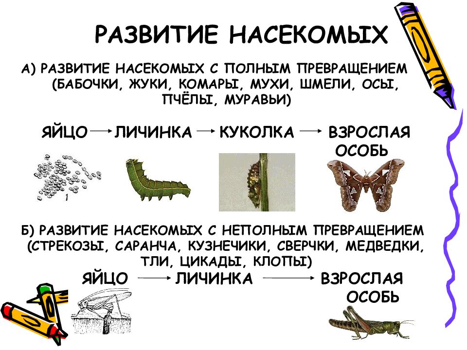 Стадии превращения насекомых. Полное развитие насекомых стадии. Схема развития насекомых. Фазы развития насекомых с полным превращением. Этапы развития насекомых с полным превращением.