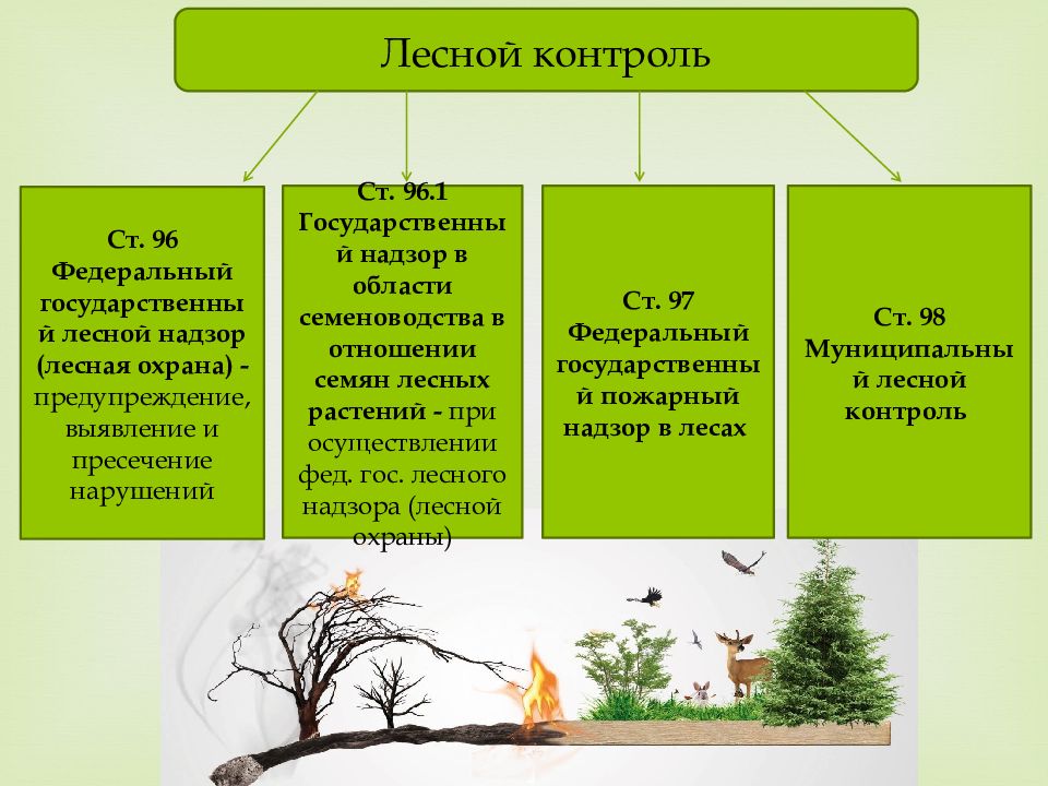 Перечислите защитные леса. Федеральный государственный Лесной надзор. Государственный Лесной контроль и надзор. Контроль использование и охраны лесов. Муниципальный Лесной контроль.