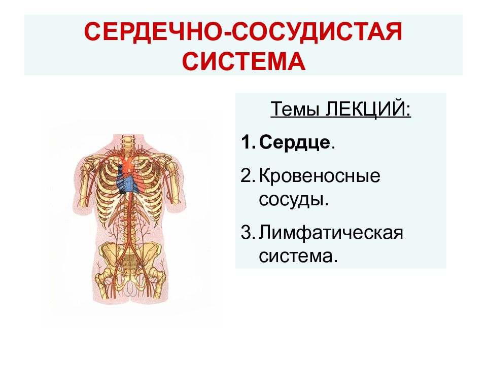 СЕРДЕЧНО-СОСУДИСТАЯ СИСТЕМА