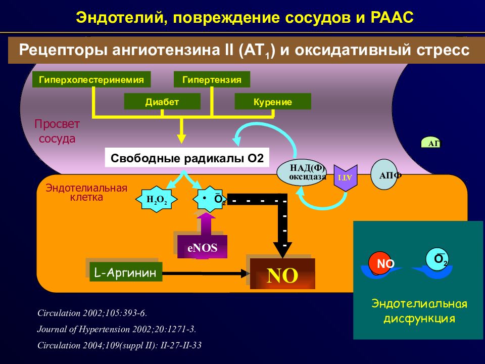 Эндотелий и регуляция сосудистого тонуса презентация