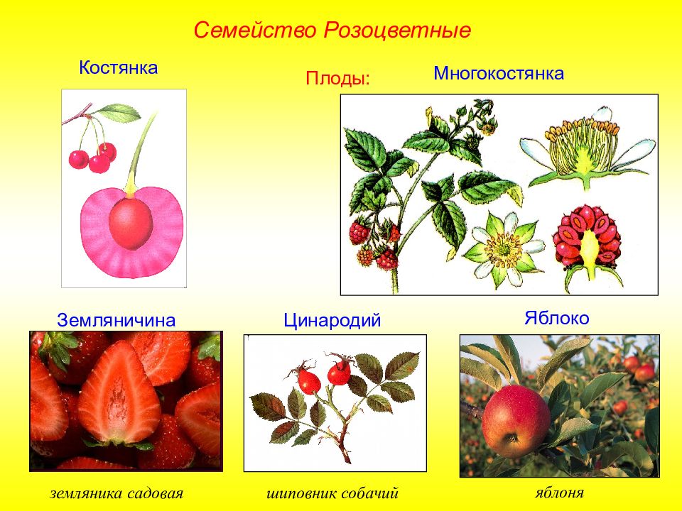 Рисунок плод многокостянка