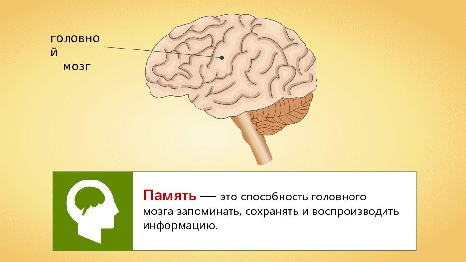 Как раскрывается тема памяти. Мозг память. Память презентация. Мозг и память человека. Память и обучение биология.