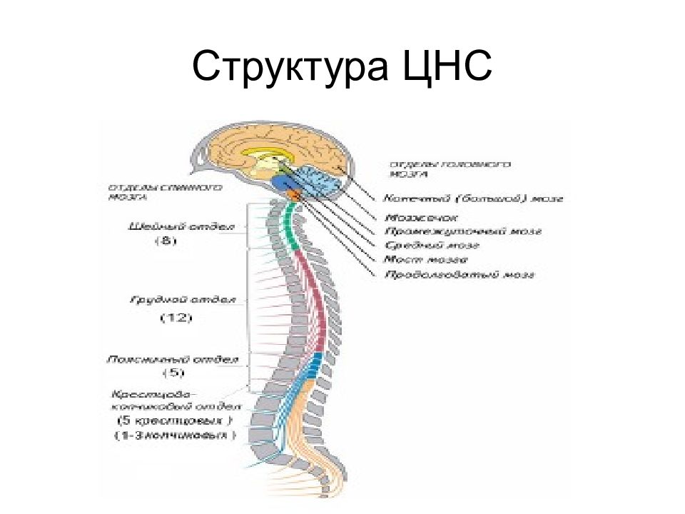 Цнс схема строения